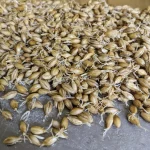 Barley grain supplier India Ukraine Argentina