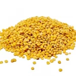 yellow lentils yellow lentils