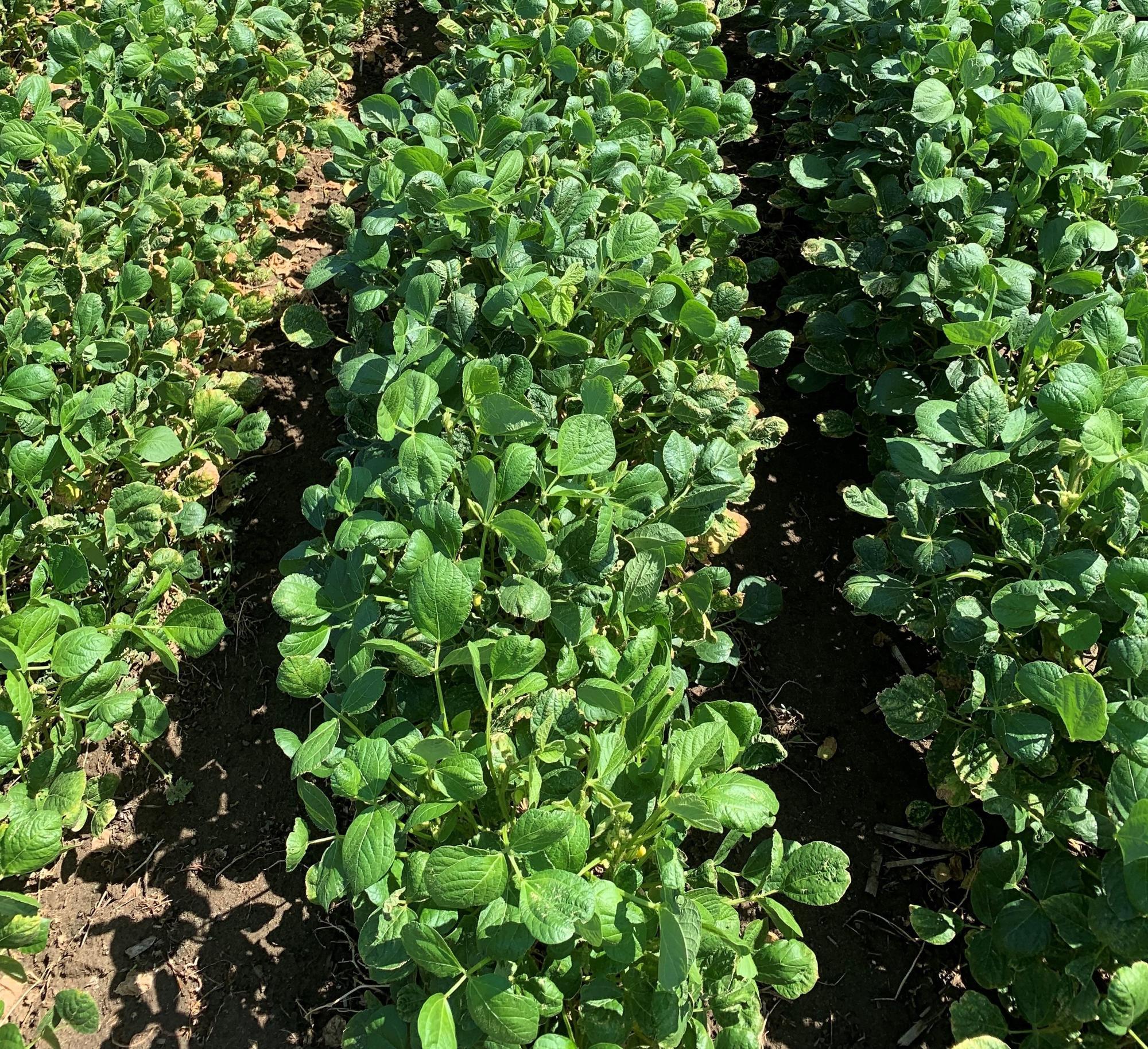Adzuki Beans - NNRV TRADE