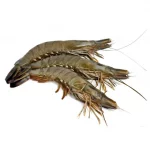 Black Tiger Shrimp Black Tiger Shrimp