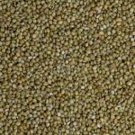 Browntop Millet Browntop Millet