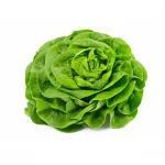 Butterhead Butterhead