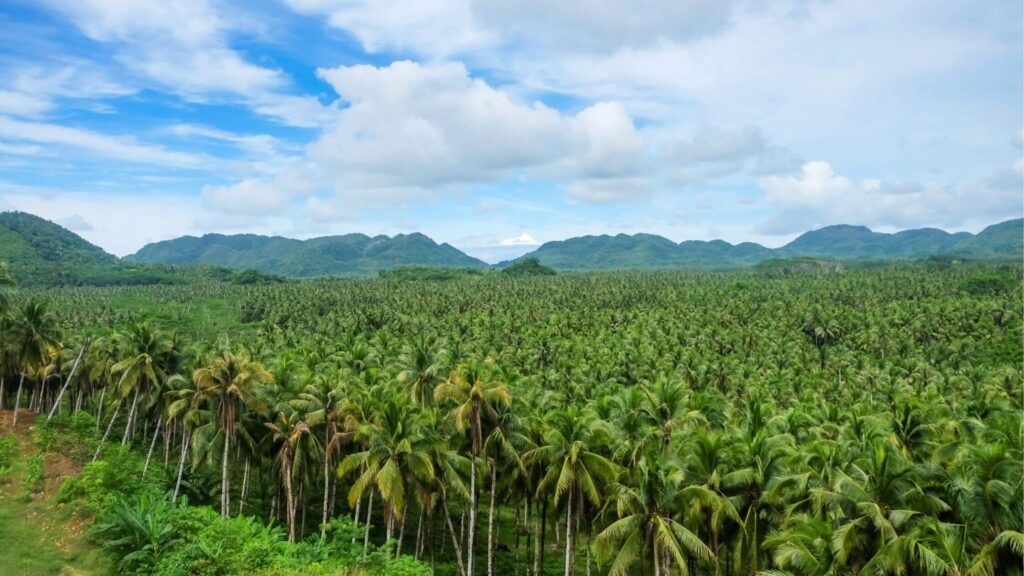 Coconut Sugar Supplier | Organic, Fair Trade – Bulk & Retail Packs