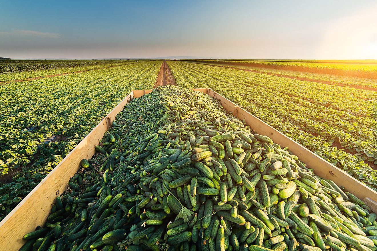 Global Cucumber Supplier | Fresh, Organic & Pickling Varieties