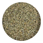 Feed Grade Rye Feed Grade Rye