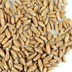 Feed Grade Spelt Feed Grade Spelt