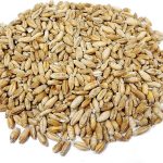 Feed Grade Triticale Feed Grade Triticale