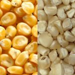 Food Grade Corn