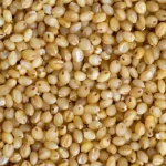 Foxtail Millet Foxtail Millet