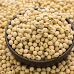 GMO Soybeans