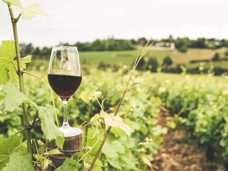 Global Grapeseed Oil Supplier | Cold-Pressed, Refined & Organic Wholesale