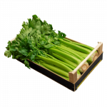 Green Celery Green Celery