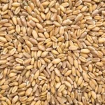 Hard Red Winter (HRW)