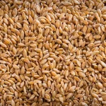 Hard White Wheat