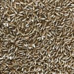 Hybrid Rye Hybrid Rye