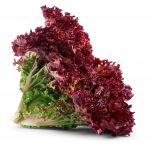 Lollo Rosso Lollo Rosso