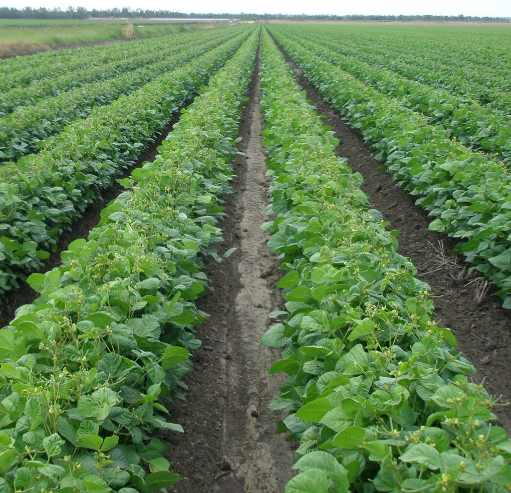 Bulk Mung Beans Supplier | Organic, Sprouting, and Export Grade