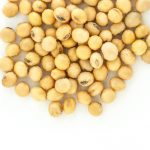 Non GMO Soybeans