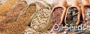Oilseeds