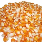 Organic Yellow Corn