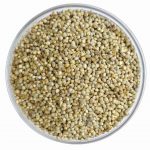 Pearl Millet (Bajra) Pearl Millet (Bajra)