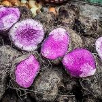 Purple Flecked Taro Purple Flecked Taro