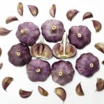 Purple Garlic