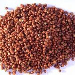 Red Sorghum