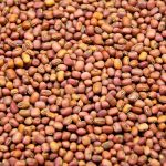 Red cowpea