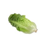 Romaine (Cos) Romaine (Cos)