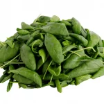 Savoy Spinach Savoy Spinach