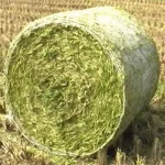 Silage Grade Triticale Silage Grade Triticale
