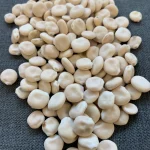 Sweet Lupin (Lupinus albus) Sweet Lupin (Lupinus albus)