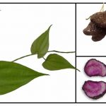 Water Yam (D alata) Water Yam (D alata)