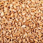 Whole Farro (Grano intero) Whole Farro (Grano intero)