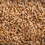 Whole Grain Triticale Whole Grain Triticale