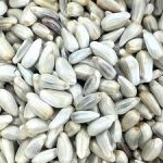 Whole Seeds Safflower Seeds Whole Seeds Safflower Seeds