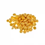 Yellow Lupin (Lupinus luteus) Yellow Lupin (Lupinus luteus)