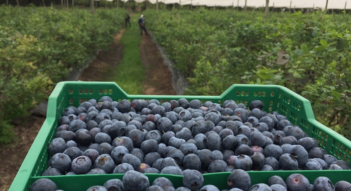Global Blueberry Supplier | Fresh, Organic & Frozen IQF – Bulk & Retail