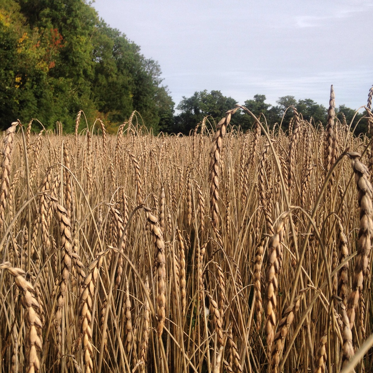 Spelt Grain Supplier – Hulled, Organic, Flour-Grade & Feed