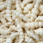 Organic Chinese Artichoke