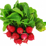 Organic Radishes Organic Radishes