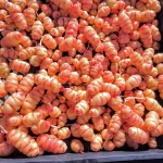 Organic Yam OCA