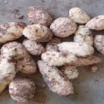 Peeled Cocoyam