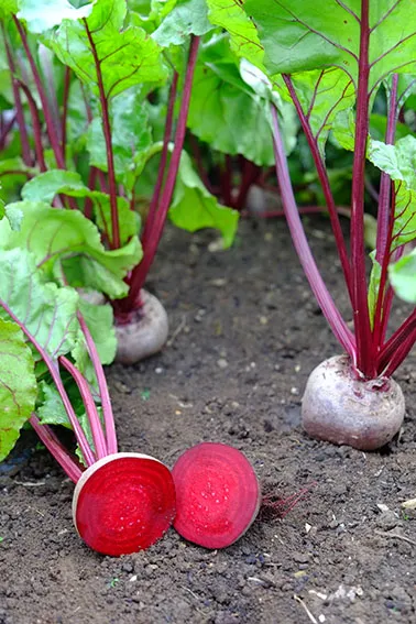 Premium beetroot in bulk – fresh roots, vacuum packed, powder & juice Organic and conventional Export ready from Egypt, India & Europe