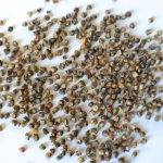 Sliced Prepped Ulluco Sliced Prepped Ulluco