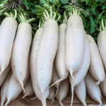 White Icicle Radish White Icicle Radish